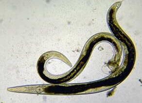 roundworms, <1 mm long.