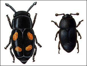Macroorganisms Beetles: rove beetle,