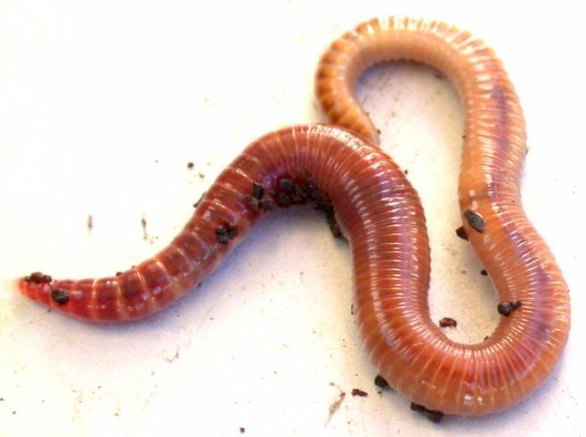 Worm species: Red Wigglers Eisenia fetida most common composting worm processes large amounts of organic matter