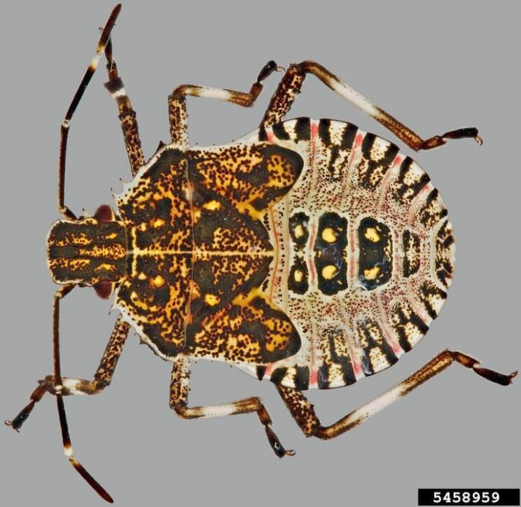 have these. Another good clue is their shoulders. The BMSB has a smooth shoulder, while similar-looking native stink bugs have serrated shoulders. Adult BMSB.