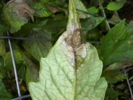 (early blight, Septoria leaf spot) Remove and destroy infested debris Move tomatoes to new location (?) Plant resistant varieties (?