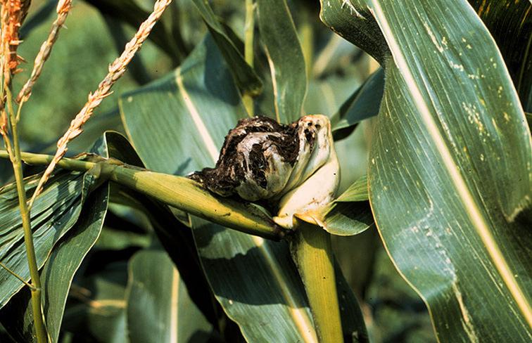apply herbicides too close to sensitive plants Apply herbicides at low pressure Use amine rather than ester forms of herbicides Cause: Ustilago maydis Host: Corn