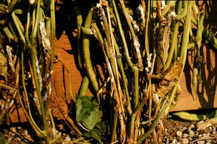White Mold Cause: Sclerotinia sclerotiorum Snap beans Carrots Many other vegetables Environmental trigger: Cool, humid weather White