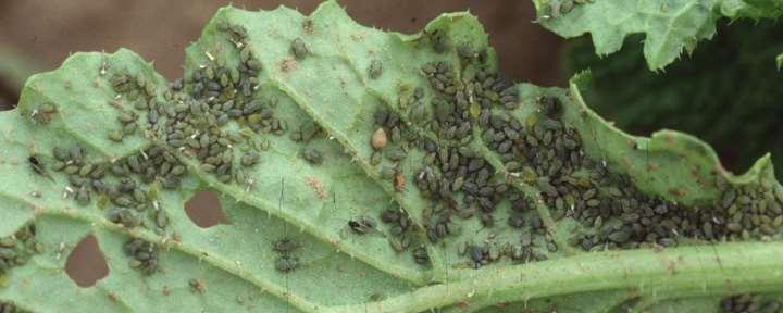 Turnip Aphids Small soft bodied insects that feed on plant sap
