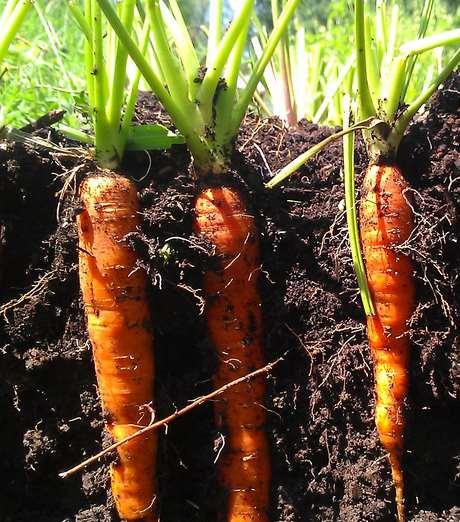 Carrots, beets, rutabaga, radish, turnips, kohlrabi Sow Aug-Early Sept.