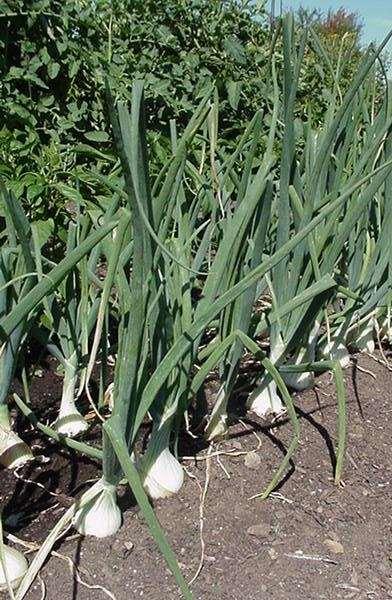 Onion Sets Sow direct in October to harvest in April-May Short Day varieties: Grano, Granex, Texas Super Sweet Seed usually