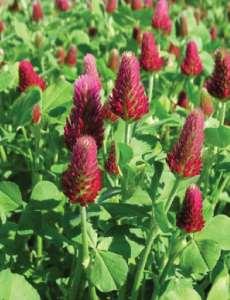 Mustard, rapeseed, wheat, rye Warm season cover crops: Sow mid-april - August