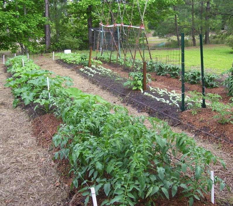 Make beds 1-3 wide Paths 2-4 wide Mound soil so beds are 6-12
