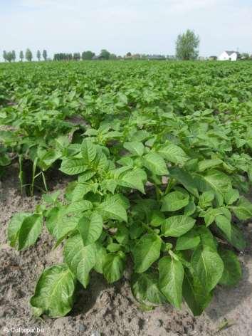 90 120 days Start with certified seed potatoes, plant in March