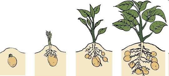 Mound soil potatoes develop