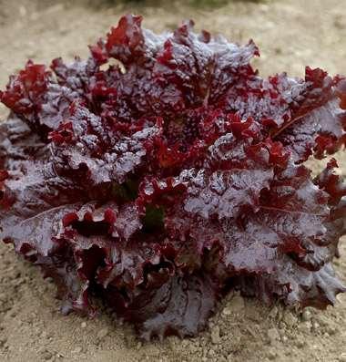 Do not form dense heads Easiest lettuce transplants and seed