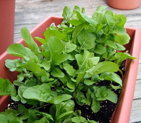 Arugula/Roquette Matures in 50 days, sow direct in