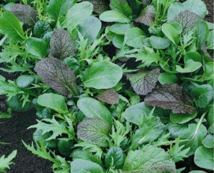 Mixes Seed mixes of several types of salad greens,