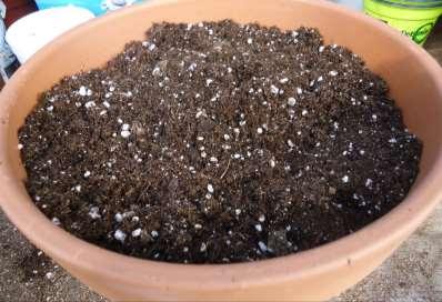For best results use purchased potting soil Mix of peat, perlite, vermiculite, bark Slow release