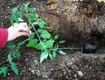tomatoes have larger root