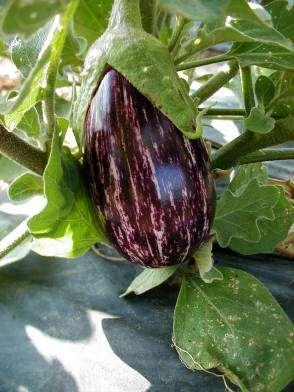 Eggplant have good drought