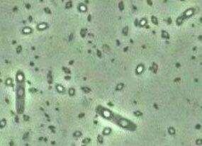 Microorganisms Bacillus