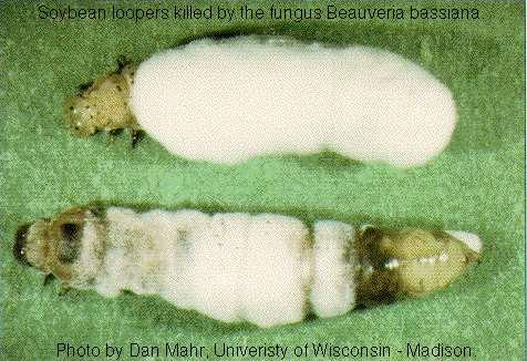 Other microorganisms Beauveria bassiana (fungi) Kills