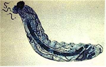 Parasitic nematodes
