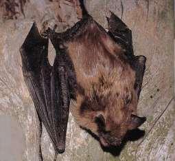 Bats Bats serve as important pollinators of