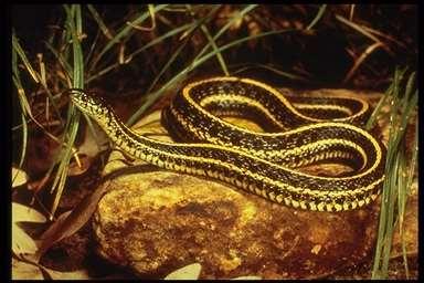 Snakes Western Rattlesnake: