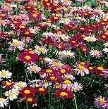 P y r e t h r u m (Chrysanthemum cinerariaefolium) Pyrethrum daisy