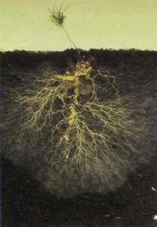 Plant Roots in the Soil Respire- break down sugar for energy Need oxygen Absorb nutrients from the soil