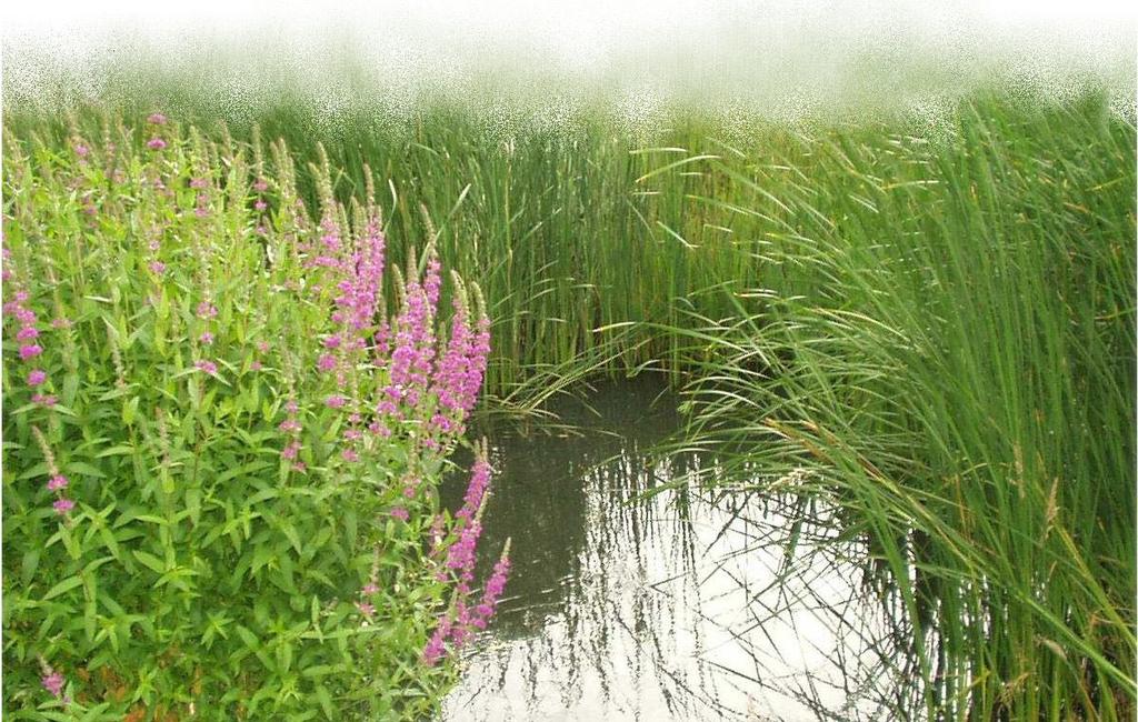 Maximising the Ecological Benefits of Sustainable Drainage Systems This information sheet is summary of a report on Maximising the Ecological Benefits of Sustainable Drainage Schemes.