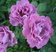 All My Loving Hybrid Tea 2017 Deep pink, fragrant blooms are high centered and perfect for