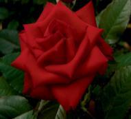 DeeLish Hybrid Tea 2014 Deep pink, non-fading blooms have a strong fragrance, and great
