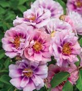 Rounded bushy habit, great disease Easy on the Eyes NEW Pinkish purple blooms, on a