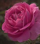 Grande Dame Hybrid Tea 2011 A true modern antique rose with a strong old rose fragrance,