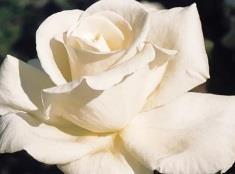 Medium height, good disease Light fragrance Honor Hybrid Tea 1980 Pure white blooms with