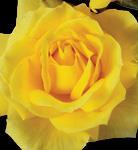 Heat tolerant, with good disease Mellow Yellow Hybrid Tea 2002 Not too bold, not too pale,