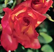 Vigorous, bushy habit, disease resistant, and fantastic flower form and fragrance.