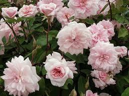 CLIMBING ROSES: Climbing roses are terrific for providing loads of color throughout the year.