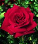 The following varieties are available; Mister Lincoln Hybrid Tea 1965