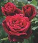Tree roses need extra care if planted bareroot, but if planted as a