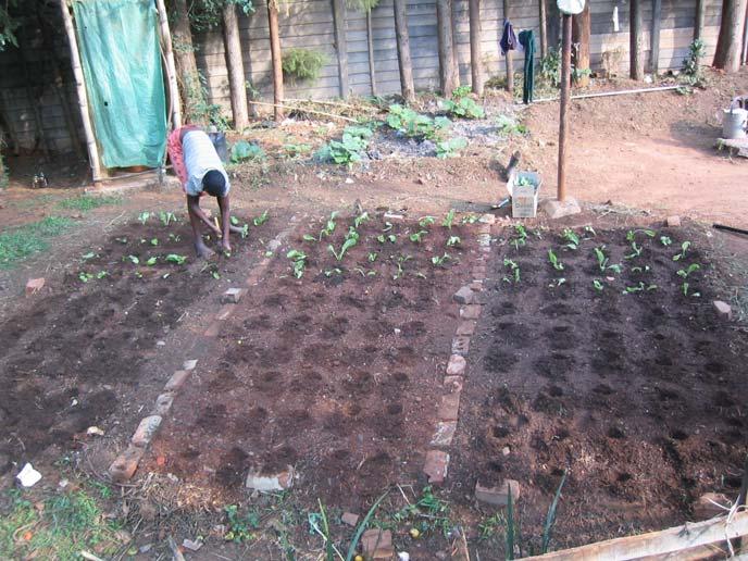 The Fossa alterna garden Seedlings of rape and spinach are planted and watered.