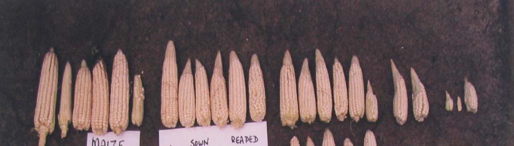 99.4% of the maize cob
