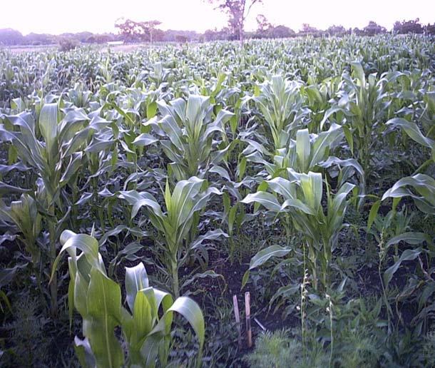 Enhancing maize growth with urine in the fields Undiluted urine was applied to small holes made close to maize plants p growing in