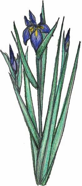 Blueflag Iris (Iris virginica) Family: Iris (Iridaceae) Plant Type: Aquatic, emergent Nativity: Native Habitat: Usually grows at the edge of permanent water, sometimes in dense colonies.