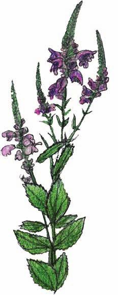 Obedient Plant (Physostegia correllii) Family: Mint (Lamiaceae) Plant Type: Aquatic, emergent Nativity: Native Habitat: Rare plant that grows along river banks and marshy areas.