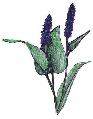 Pickerelweed (Pontederia cordata) Family: Pickerelweed (Pontederiaceae) Plant Type: Aquatic, emergent Nativity: Native Habitat: Found in marshes, swamps, and slow-moving water along rivers in shallow