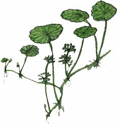 Water-Pennywort (Hydrocotyle sp.) Family: Carrot (Apiaceae) Plant Type: Aquatic, emergent Nativity: Native Habitat: Found in marshes and at the banks of creeks, ponds and lakes.