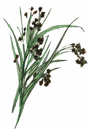 Jamaican Sawgrass (Cladium mariscus spp.