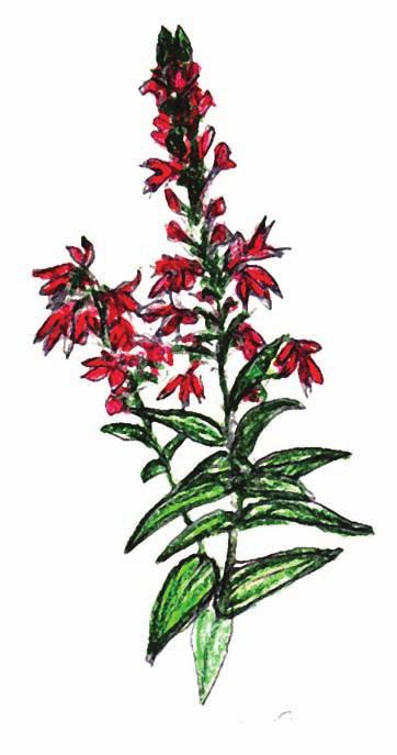 Cardinal Flower (Lobelia cardinalis) Family: Bellflower (Campanulaceae) Plant Type: Wildflower Nativity: Native Habitat: Grows in wet prairies, swales,