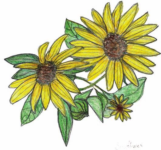 Common Sunflower (Helianthus annuus) Family: Sunflower (Asteraceae) Plant Type: Wildflower Nativity: Native Habitat: Found in open areas and in roadside ditches.