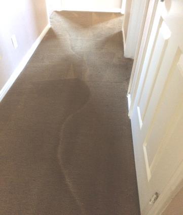 This color variance in this carpet is not soiling, the carpet fibers are laying in different directions affecting the way the light is refracting through the fibers.