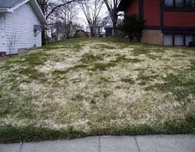Snow Mold Irregular Matted Areas "Moldy" Appearance in Spring Snowmold is most common to Kentucky Bluegrass and Fescues in regions where snow falls and sits on the lawn for extended periods of time.